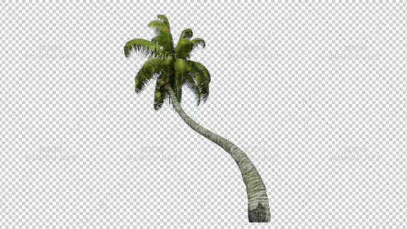 棕榈树椰子树3Palm Tree - 3视频素材带Alpha通道插图