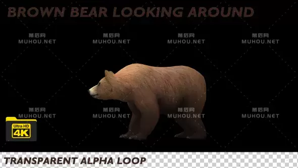 4k棕熊环顾四周透明动画Brown Bear Looking Around视频素材带Alpha通道插图