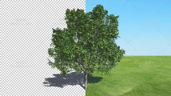 森林中的植物景观3d树木Tree Bradford Pear视频素材带Alpha通道插图
