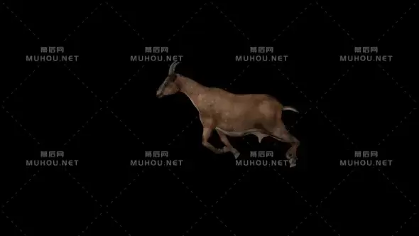 山羊野生动物在奔跑3d动画Goat Run视频素材带Alpha通道插图