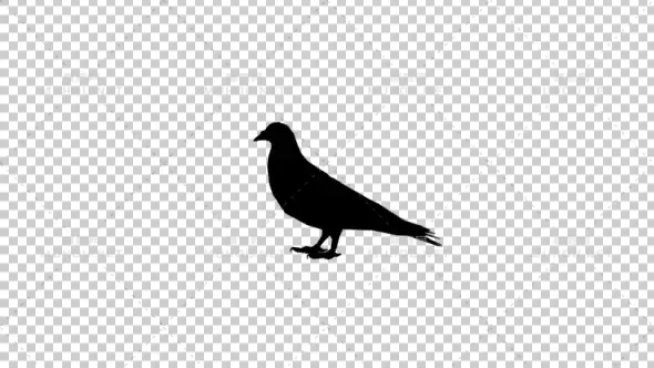 鸽子站立剪影Pigeon Silhouette视频素材带Alpha通道插图