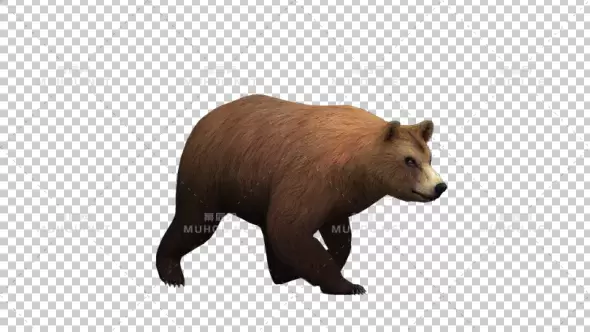 狗熊3d灰熊走Bear Walk视频素材带Alpha通道插图