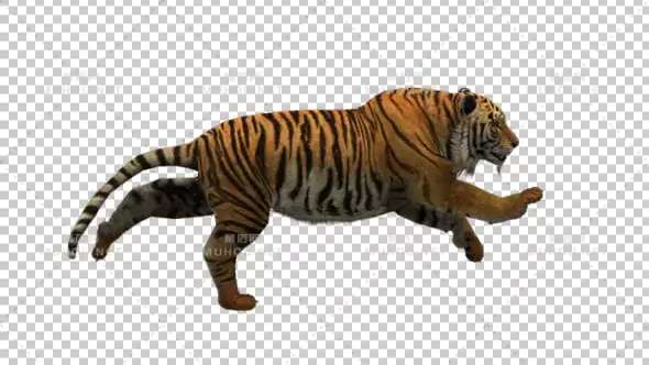 胖老虎奔跑Tiger Running视频素材带Alpha通道插图