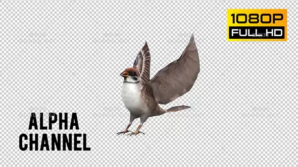 小鸟麻雀起飞循环Sparrow Looped 4视频素材带Alpha通道插图