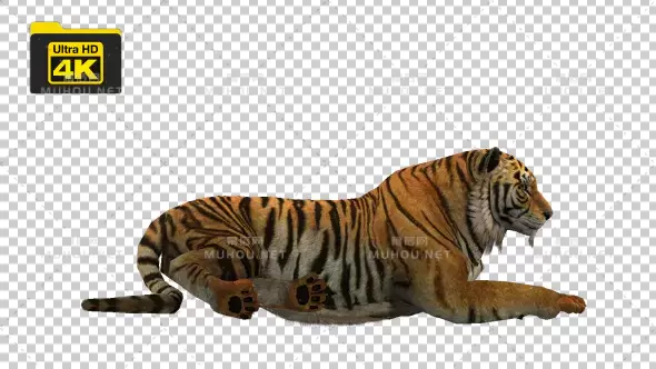 老虎坐着趴在地上休息Tiger Sitting视频素材带Alpha通道插图