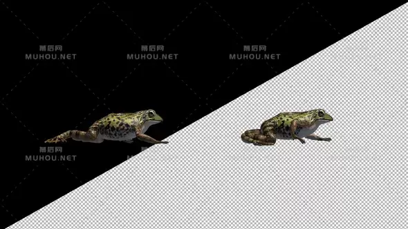 青蛙跳跃3d动物Frog Walk Side视频素材带Alpha通道插图
