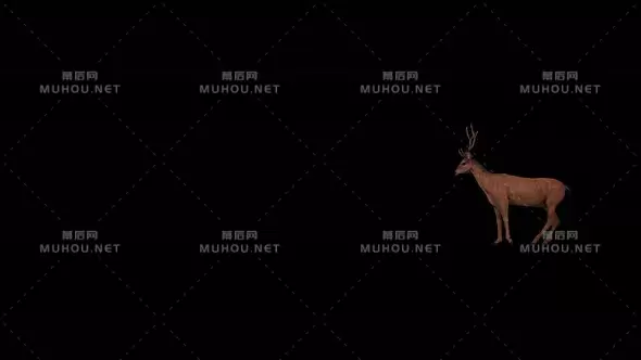4k小鹿奔跑野生动物 Deer Running视频素材带Alpha通道插图