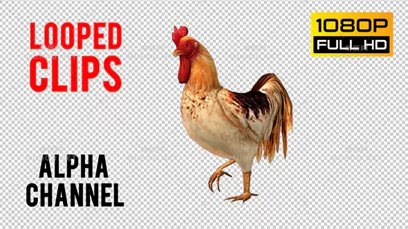 公鸡走路循环动画Rooster Looped 3视频素材带Alpha通道插图