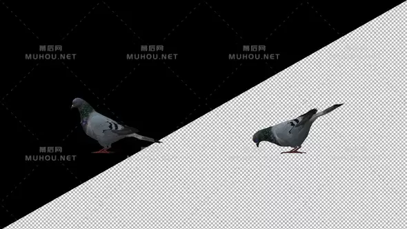 鸽子吃食物Pigeon Eat视频素材带Alpha通道插图