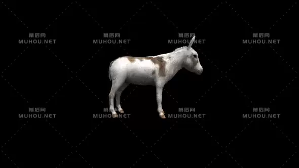 白色动物驴循环动画Donkey Idle Transparent Alpha Loop Animation视频素材带Alpha通道插图