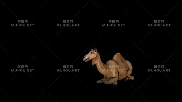 骆驼咀嚼透明动画Camel Chewing Front视频素材带Alpha通道插图