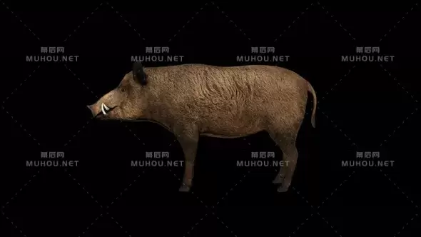 4k野猪闲置静止观察Wild Boar Idle视频素材带Alpha通道插图