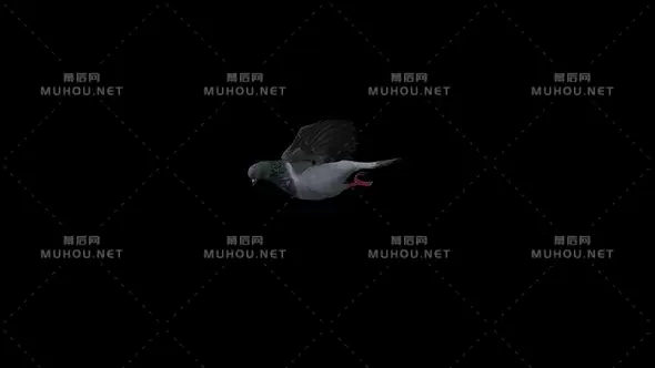 鸽子滑行飞行动画Pigeon Glide视频素材带Alpha通道插图