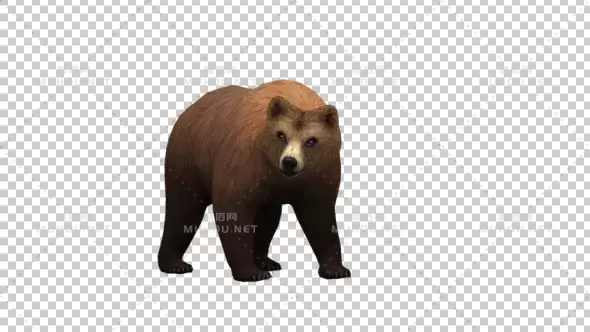 丛林棕熊狩猎Bear Idle视频素材带Alpha通道插图