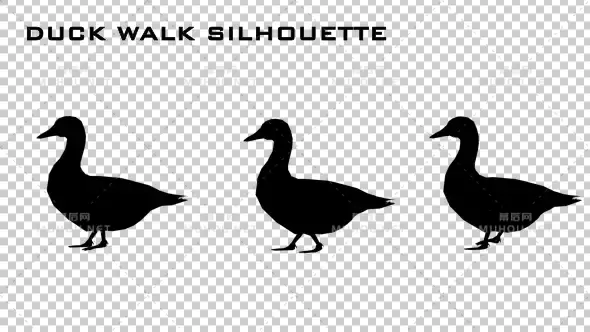 Duck Walk鸭子剪影动画Duck Walk Silhouette Animation视频素材带Alpha通道插图