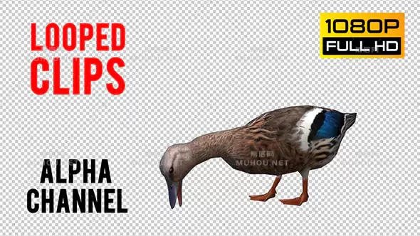 彩色3d水鸭子循环Duck Looped 2视频素材带Alpha通道插图