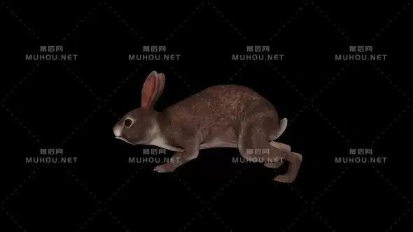 3d野兔之漫步Wild Rabbit Walk视频素材带Alpha通道插图