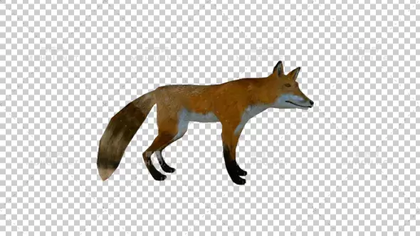 3D现实狐狸动画Realistic Fox视频素材带Alpha通道插图