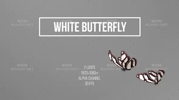 白色蝴蝶飞舞White Butterfly视频素材带Alpha通道插图