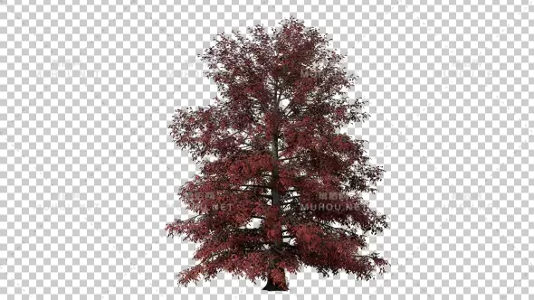 生长红枫树植物特效Growing Red Maple Tree视频素材带Alpha通道插图
