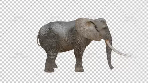 逼真的3D大象Realistic 3D Elephant视频素材带Alpha通道插图
