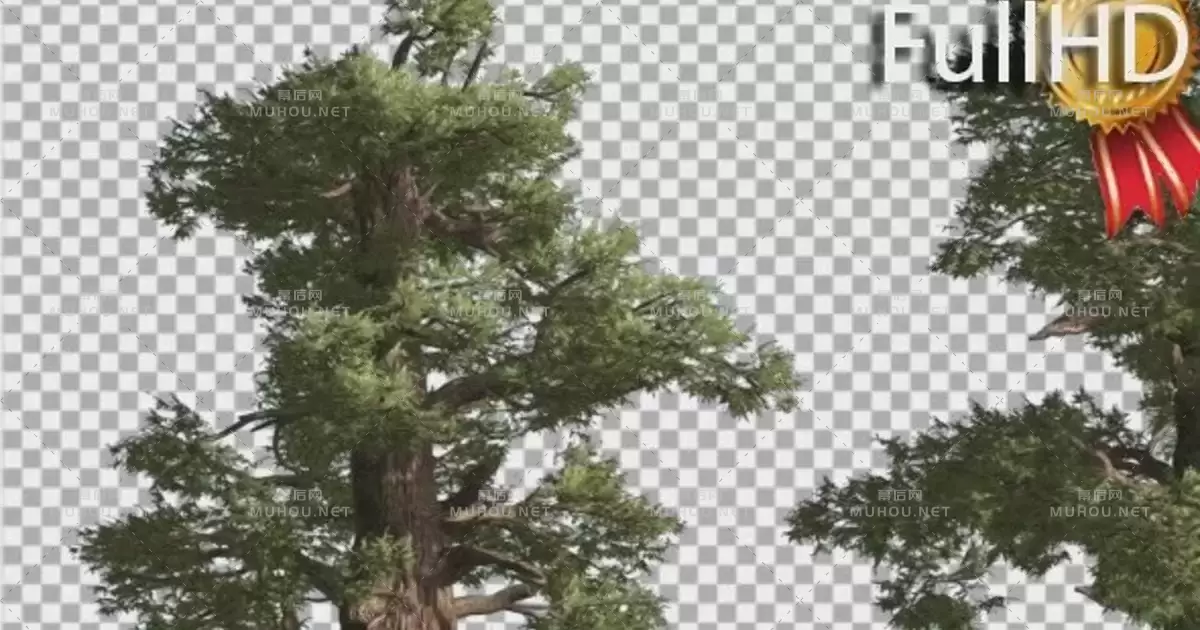 西部刺柏两棵粗树针叶树Western Juniper Two Thick Trees Coniferous视频素材