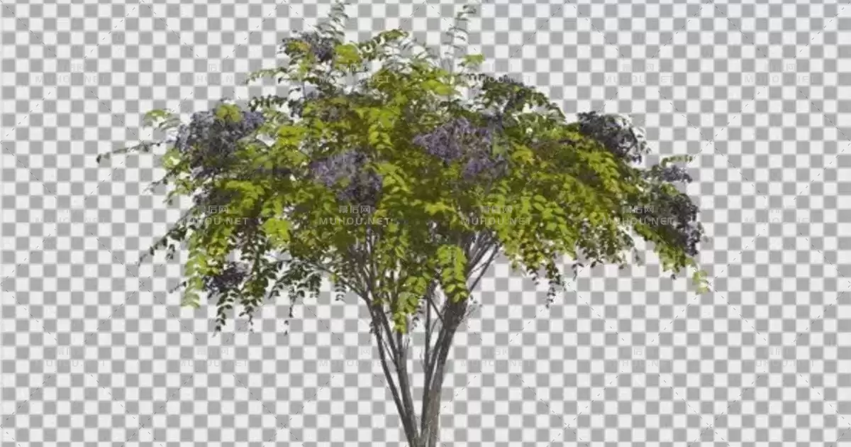 日本当归树灌木蓝色花序Japanese Angelica Tree Bush Blue Inflorescences视频素材