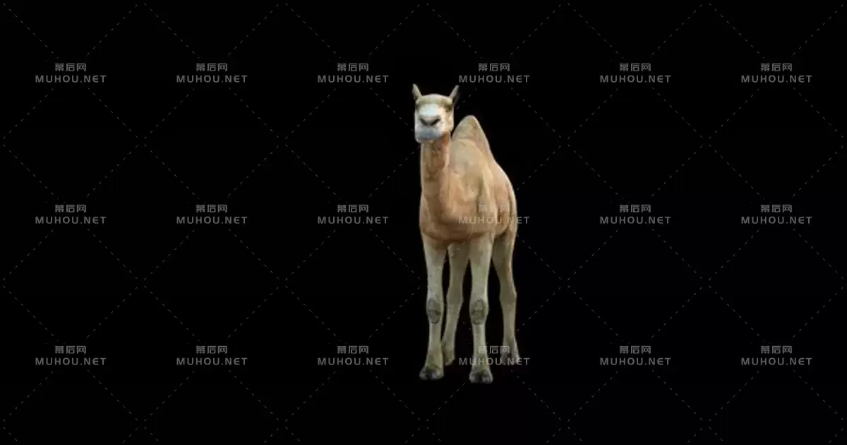 4k骆驼正面视图4K Camel Idle Front视频素材带Alpha通道