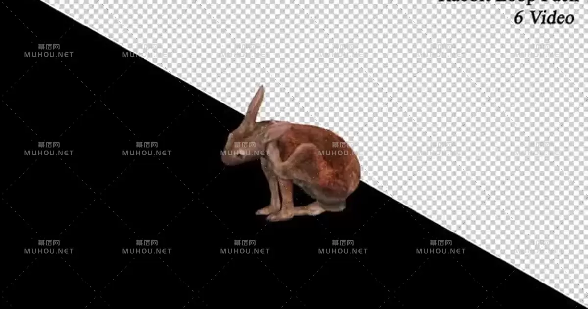 兔子各种姿态6套透明Rabbit Loop 6 Pack视频素材带Alpha通道
