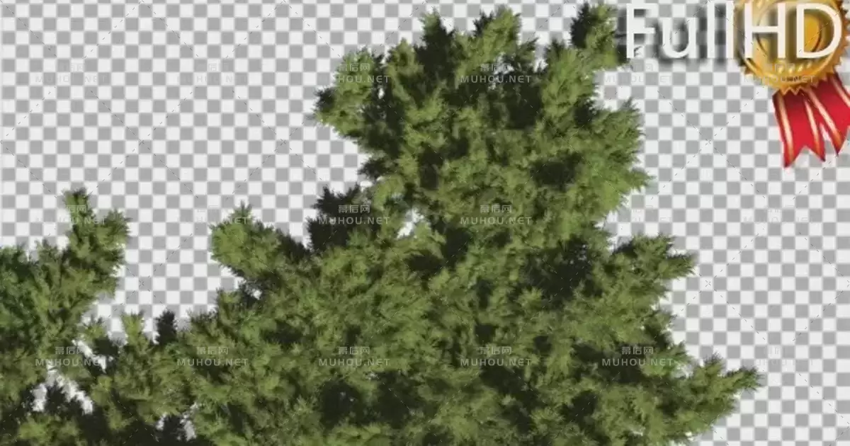 自上而下针叶树透明元素Monterey Cypress Crown Top Down Coniferous视频素材带Alpha通道