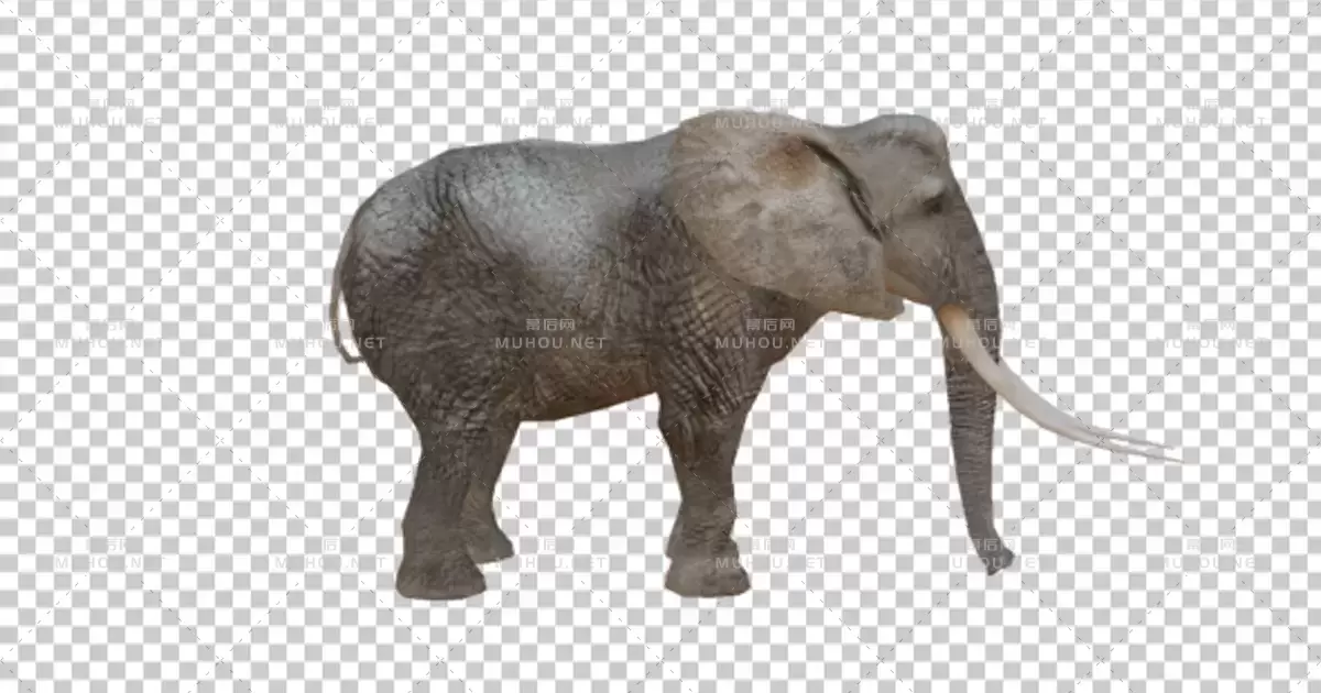 逼真的3D大象Realistic 3D Elephant视频素材带Alpha通道