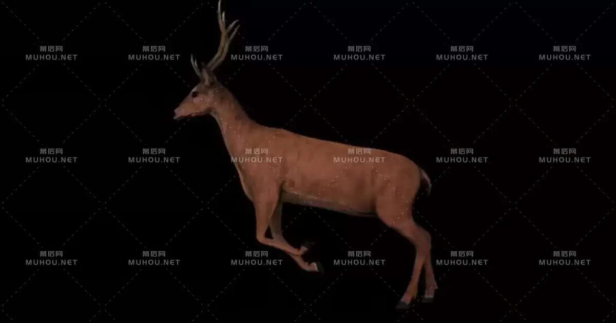 4k鹿奔跑跳跃 Deer Run视频素材带Alpha通道