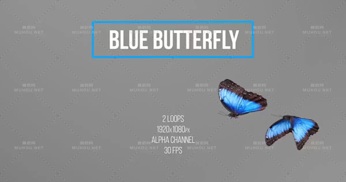 蓝色蝴蝶Blue Butterfly视频素材带Alpha通道