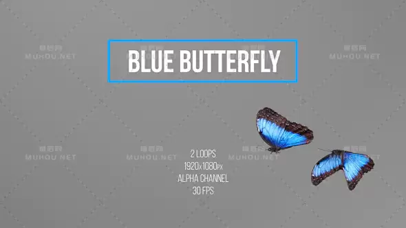 蓝色蝴蝶Blue Butterfly视频素材带Alpha通道插图