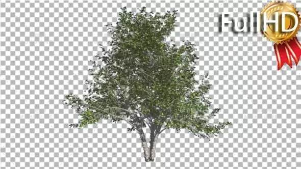 桦树小树迎风摇曳River Birch Small Tree is Swaying at the Wind视频素材带Alpha通道插图