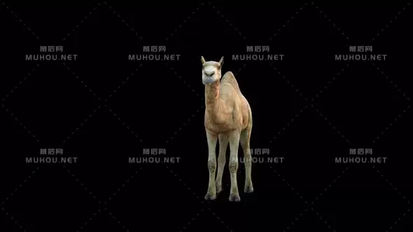 4k骆驼正面视图4K Camel Idle Front视频素材带Alpha通道插图