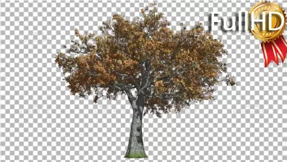 白橡树在红风中摇曳White Oak Tree is Swaying at the Wind Red and视频素材带Alpha通道插图