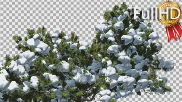皇冠雪松的蒙特利柏树顶部Monterey Cypress Top of Crown Snow Coniferous视频素材带Alpha通道插图