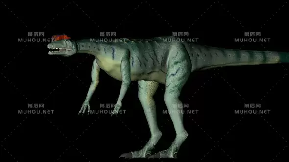 旋转的绿色三维恐龙Dilophosaurus Dinosaur in Rotation on Black Background视频素材带Alpha通道插图
