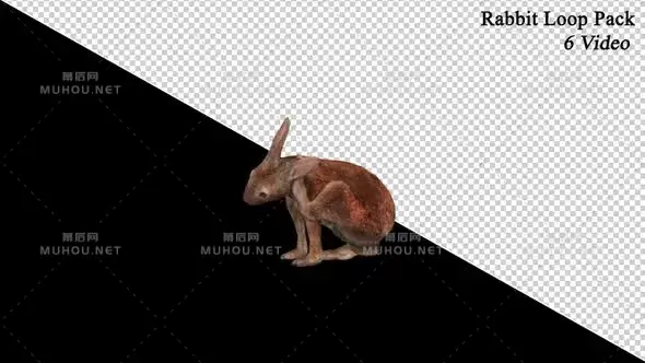 兔子各种姿态6套透明Rabbit Loop 6 Pack视频素材带Alpha通道插图