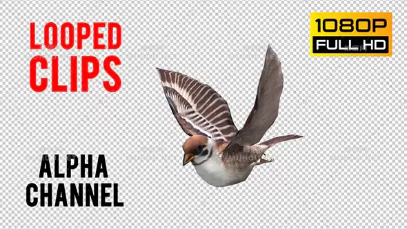 麻雀小鸟循环动画Sparrow Looped 3视频素材带Alpha通道插图