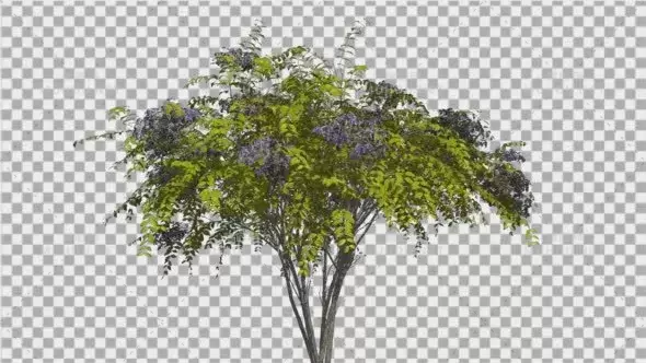 日本当归树灌木蓝色花序Japanese Angelica Tree Bush Blue Inflorescences视频素材插图