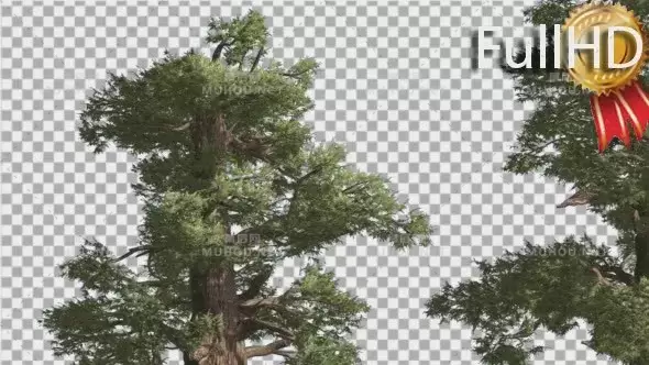 西部刺柏两棵粗树针叶树Western Juniper Two Thick Trees Coniferous视频素材插图
