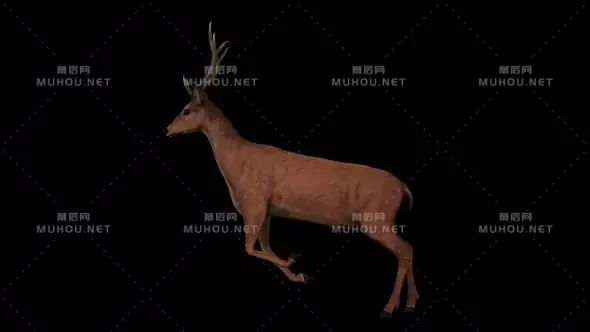 4k鹿奔跑跳跃 Deer Run视频素材带Alpha通道插图