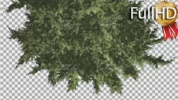 松树分支树叶动画Hollywood Juniper Tree Top Down Branchy Tree视频素材带Alpha通道插图
