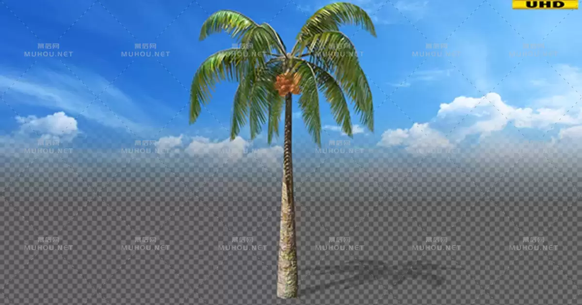 椰树三维动画立体Coconut Palm Tree视频素材带Alpha通道