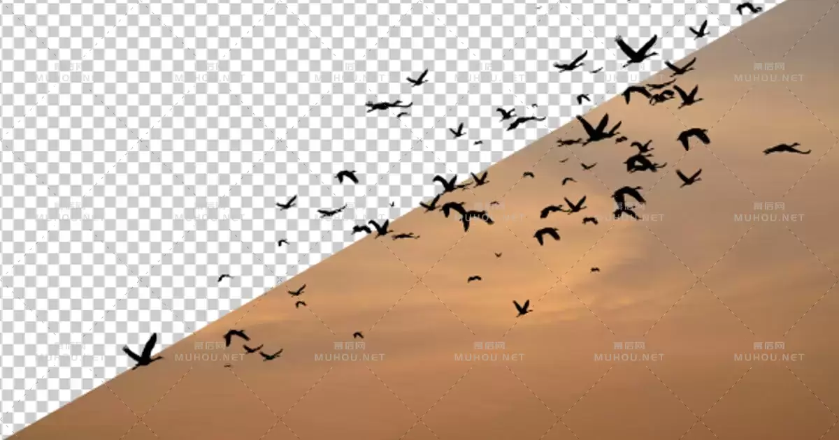 鸟群飞舞透明动画Flock of Birds视频素材带Alpha通道