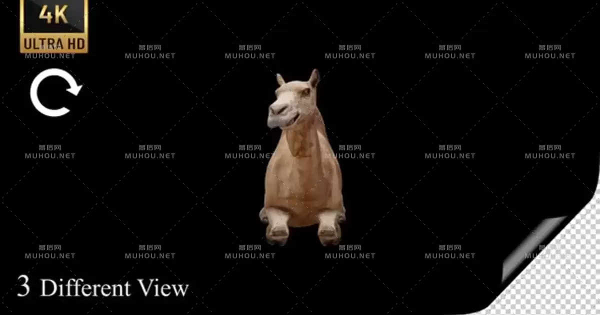 4K-骆驼坐在地上 Camel Sitting Pack视频素材带Alpha通道