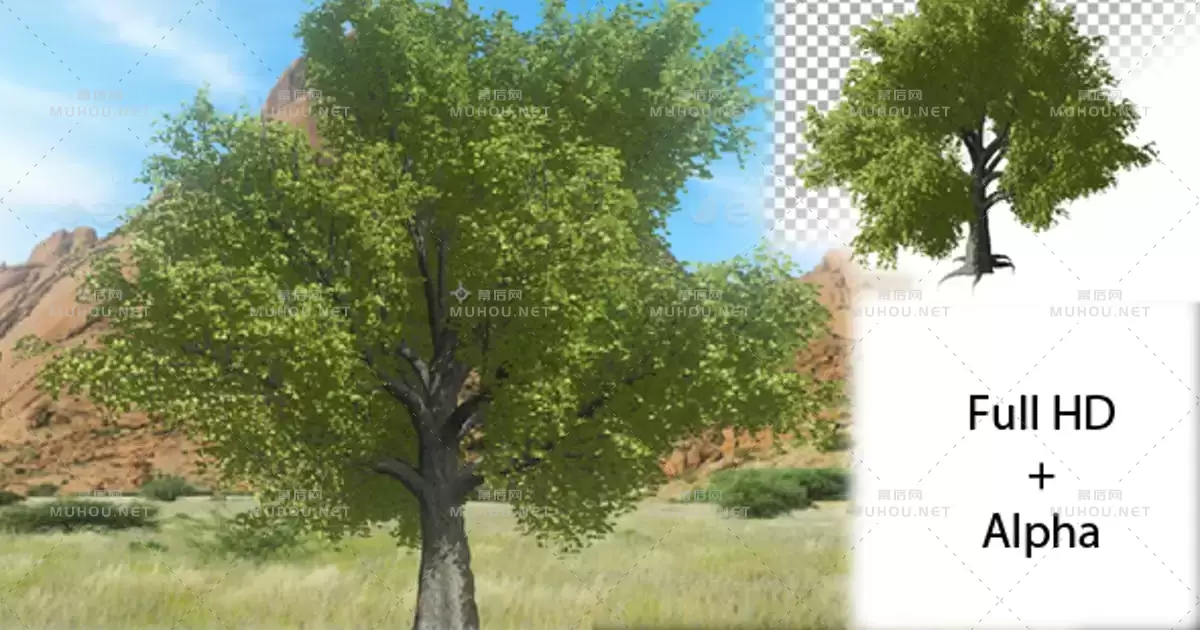 树木生长透明动画Tree Growing视频素材带Alpha通道