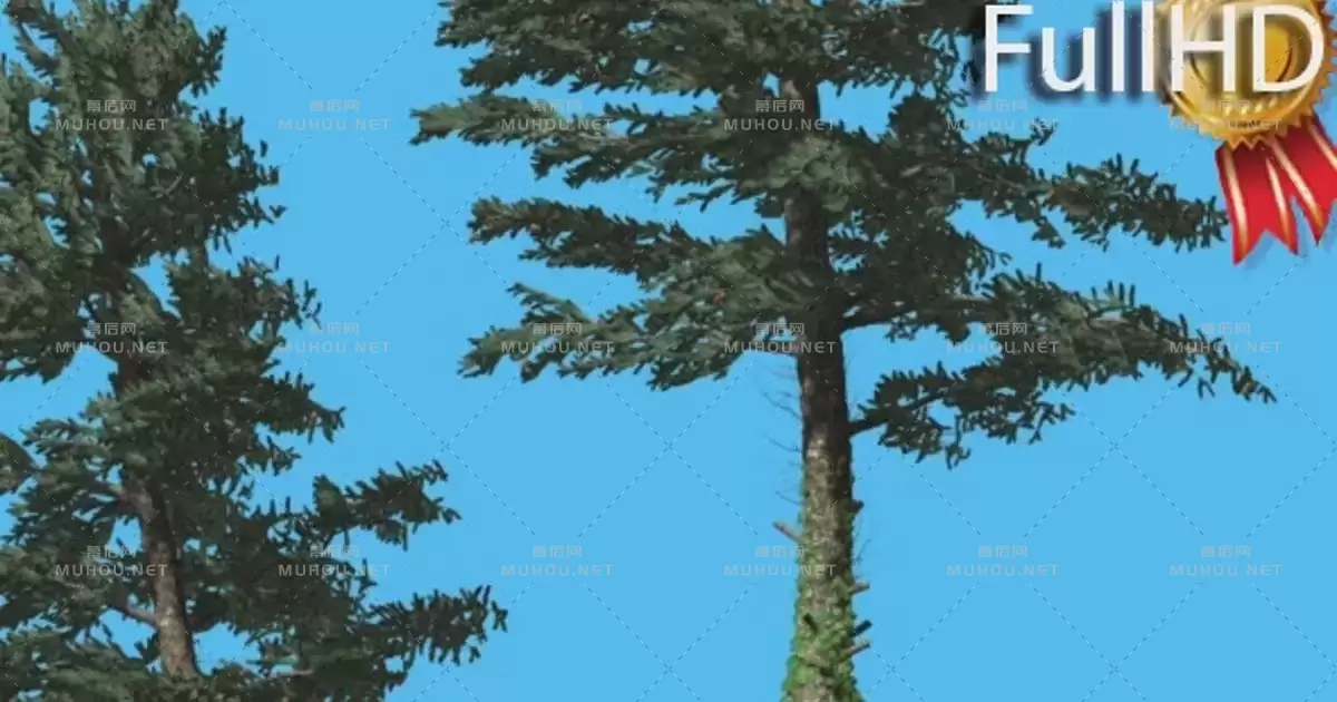 白冷杉两棵薄树White Fir Two Thin Trees Strong Wind Coniferous视频素材带Alpha通道
